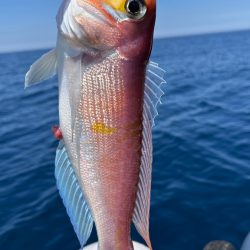 真夏のアマダイ釣行!