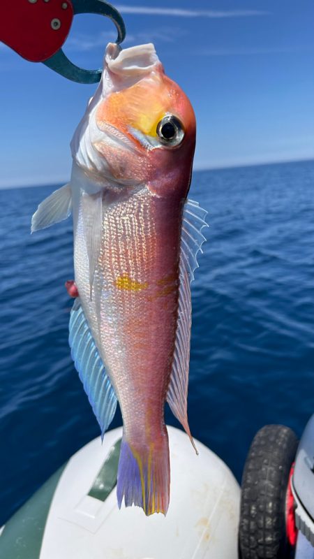 真夏のアマダイ釣行!