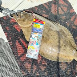 魚種多彩/落とし込み