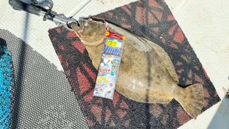 魚種多彩/落とし込み