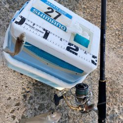 シロギスタ:チャリコよいずこへ