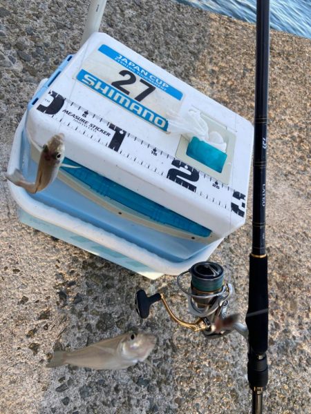 シロギスタ:チャリコよいずこへ