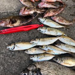 ガシラたくさん釣れました