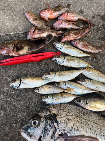 ガシラたくさん釣れました