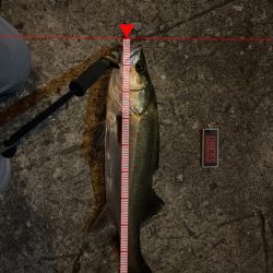 嬉しい釣行でした。