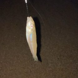 今週もシロギス釣り好調