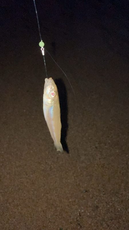 今週もシロギス釣り好調