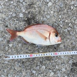 遠投サビキ　鯛二連掛けえ