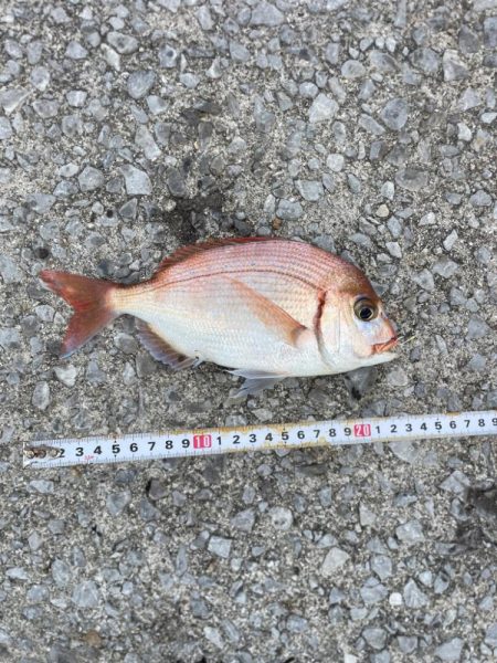 遠投サビキ　鯛二連掛けえ