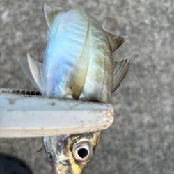 ジグサビキ　32