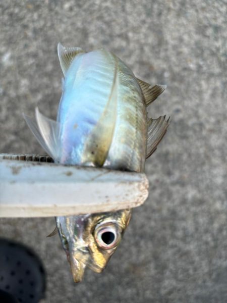 ジグサビキ　32