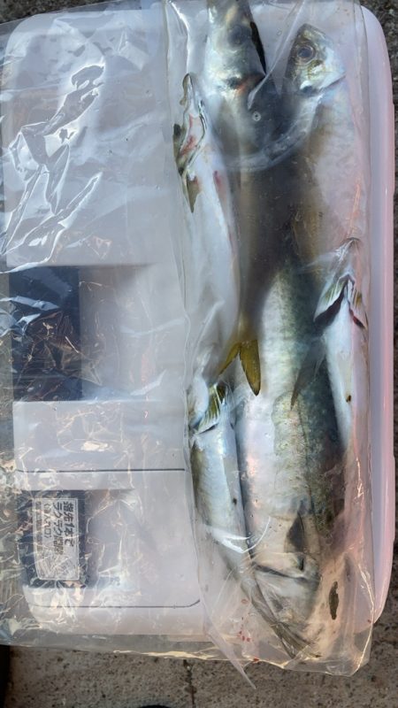 アジのサビキ釣り