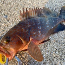 【タコフィネス】アコウ3+ ガシラ複数 + タコ2