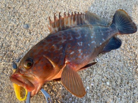 【タコフィネス】アコウ3+ ガシラ複数 + タコ2