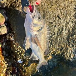 トップルアーで、つ抜けチニング！！