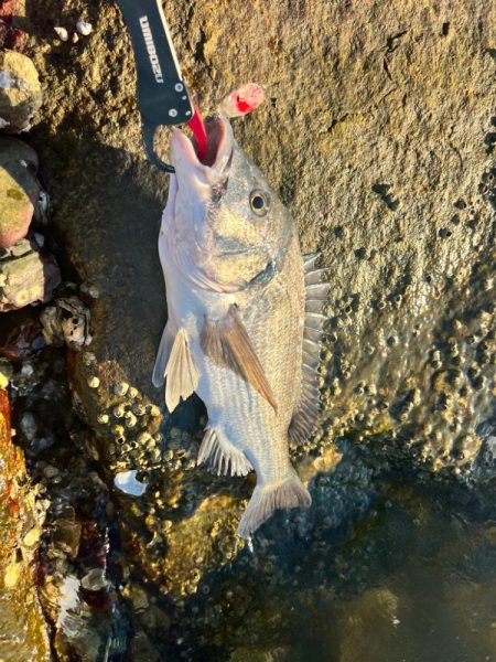 トップルアーで、つ抜けチニング！！