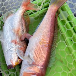 マイボートで残暑のアマダイ釣行！