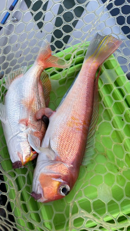 マイボートで残暑のアマダイ釣行！