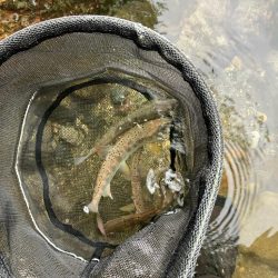 盆明けの避暑と竿新調