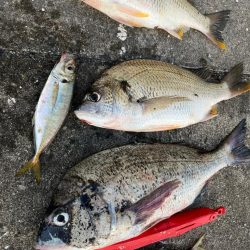 アジやチヌの活性高いです