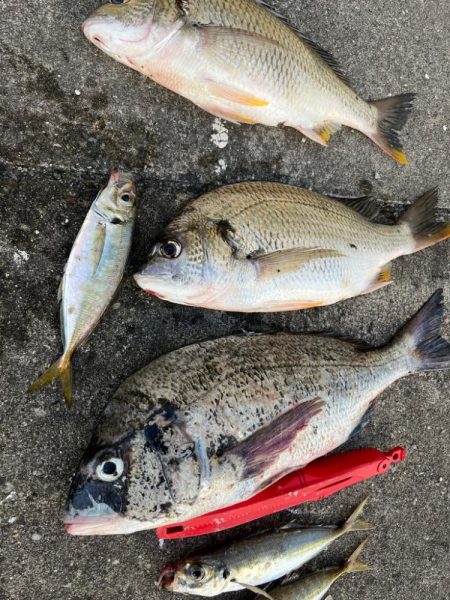 アジやチヌの活性高いです