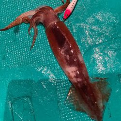 まだまだ暑いイカメタル