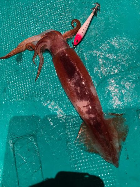 まだまだ暑いイカメタル