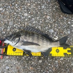 久々のチヌ釣り