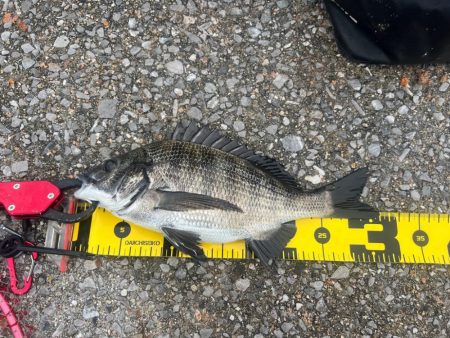 久々のチヌ釣り