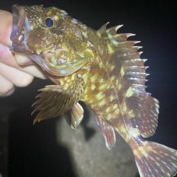 ついにボウズ脱出