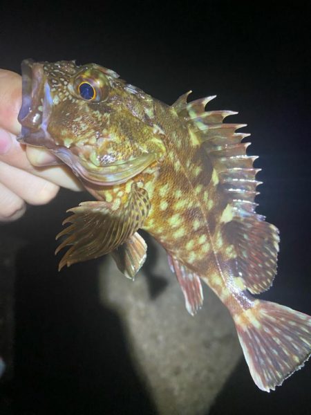 ついにボウズ脱出