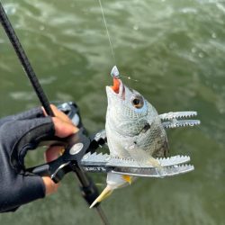 アジングがギビング