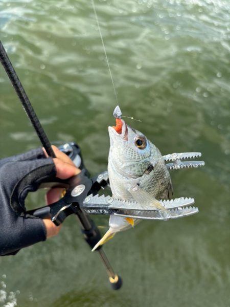 アジングがギビング