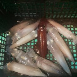 南伊勢のイカメタル