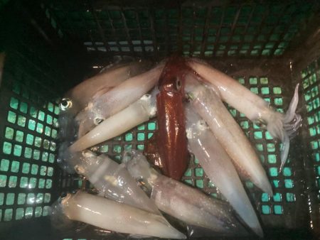 南伊勢のイカメタル