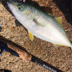 ツバス祭りの岸和田一文字にゃ！