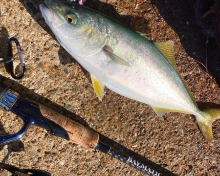 ツバス祭りの岸和田一文字にゃ！