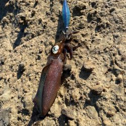 早めの秋イカ開幕