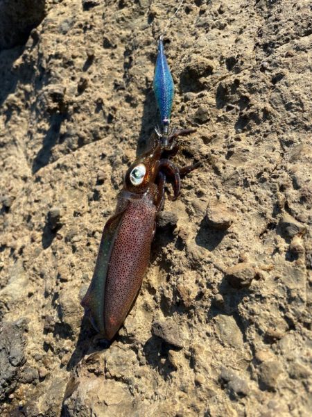 早めの秋イカ開幕