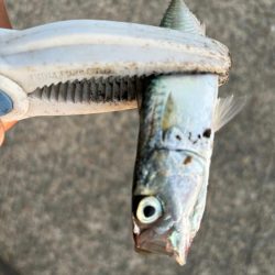 ジグサビキ　26