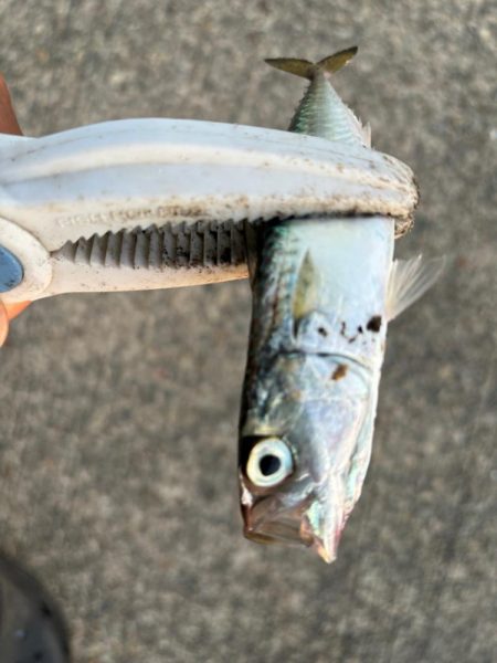 ジグサビキ　26