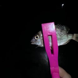 アジングのつもりが