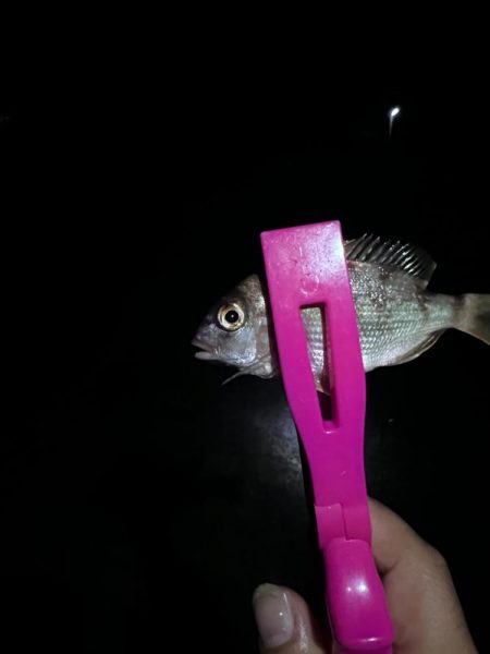 アジングのつもりが