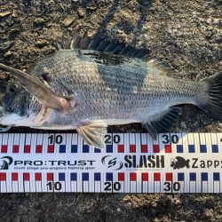 トップウォーター最高!