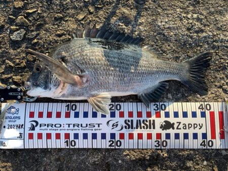 トップウォーター最高!