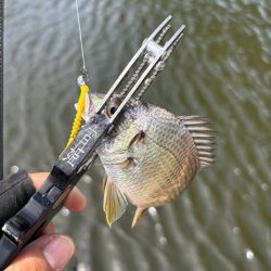 サヨリング、キビング