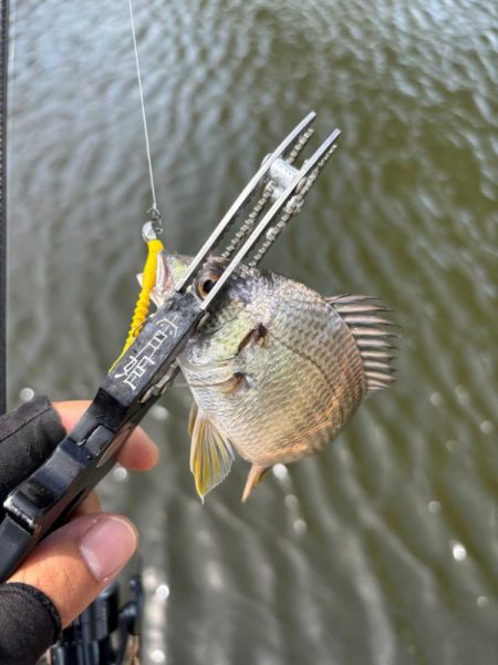 サヨリング、キビング