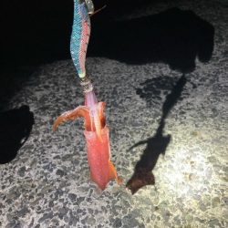 なんとか釣れた