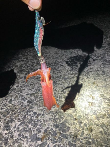 なんとか釣れた