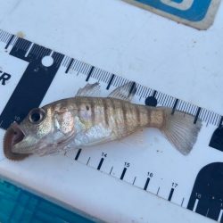 シロギスタ:消えた2匹目のドジョウ